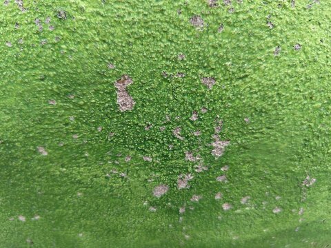 Bright green paint peeling to reveal grey concrete beneath, abstract texture