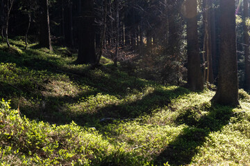 Sunlit green forest floor surrounded by tall trees and deep woodland shadows in a quiet coniferous forest. Concept of natural environment, sustainable ecosystem, peaceful escape and forest therapy. © Maryia