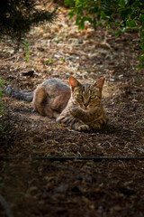 Tabby cat lying on the ground in tree shade looking directly at the camera outdoors © Snaider_Godoy