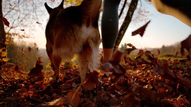 LENS FLARE, CLOSE UP, LOW ANGLE VIEW, SLOW MOTION: Woman and her energetic dog run through a sunlit autumn forest. Dry leaves scatter along the trail as warm sunset light shines through bare trees.