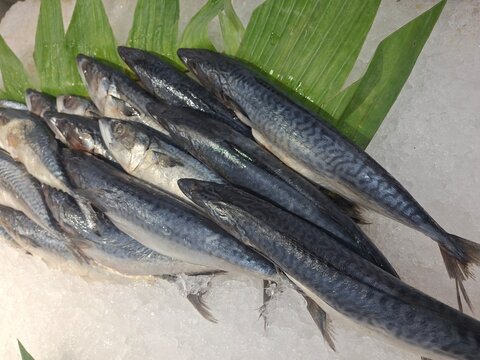 Fresh Mackerel Saba Fish on Ice and Leaves