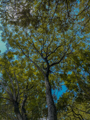 trees in autumn