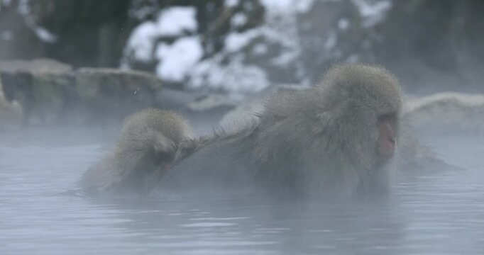 地獄谷野猿公苑の温泉に入る猿