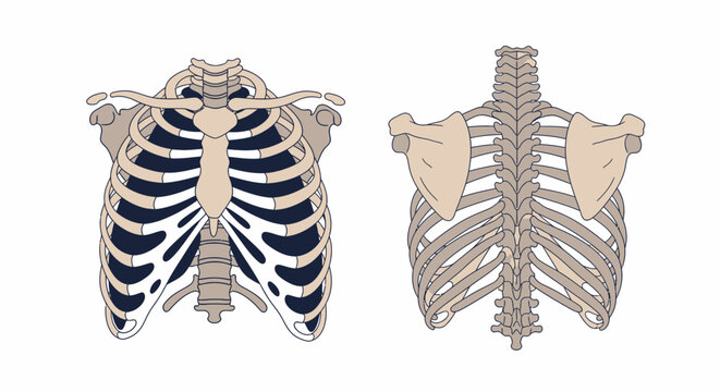Detailed human ribcage anatomy illustration.