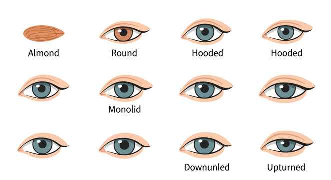 Different types of eye shapes.
