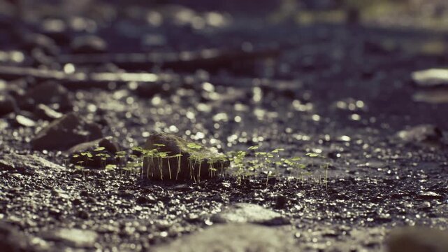 Tiny seedling emerging from wet earth, reflective puddles and muted bokeh backdrop, visible humus and substrate texture, fresh verdant tones convey hope