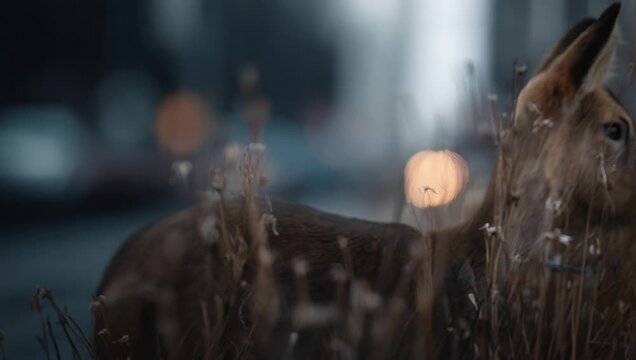 Alert young deer moving through tall grass at urban dusk
