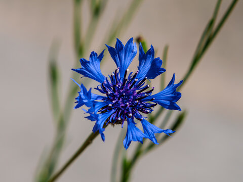 Blaues Kornblumenbl&uuml;tenblatt im Licht