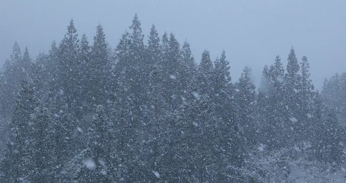 雪降りの森