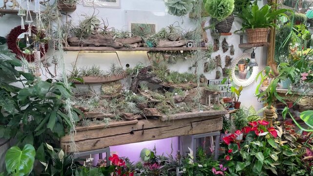 Tranquil greenhouse display with driftwood and air plants