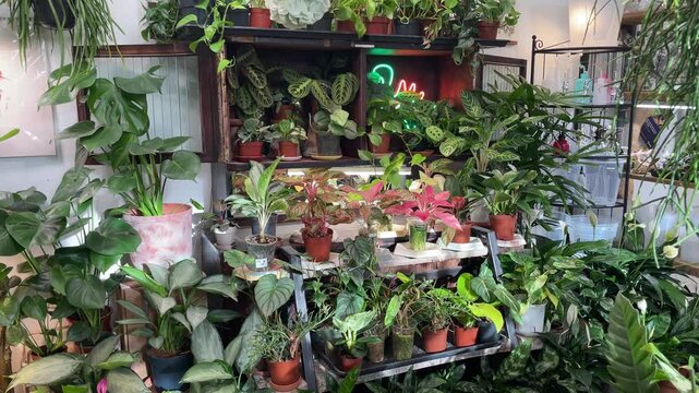 Artfully arranged miniature plant collection with vibrant accents