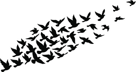 Fototapeta premium Flock of black bird silhouettes flying diagonally in formation isolated on white background, freedom nature vector illustration