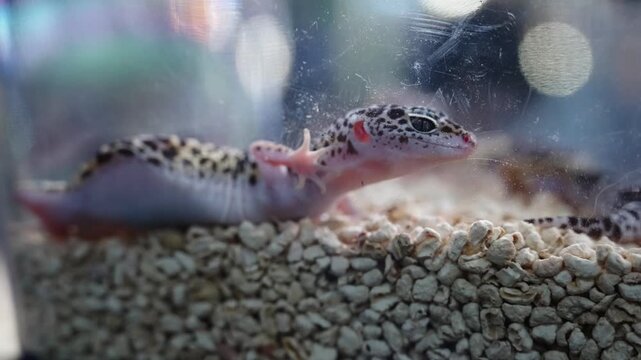 Leopard gecko basking on textured surface enclosed in glass