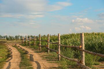 Fototapeta premium Wooden fence along dirt country road by agricultural corn field in East Kazakhstan