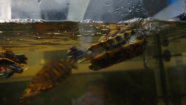 Intimate study of striped shell turtle with water reflections