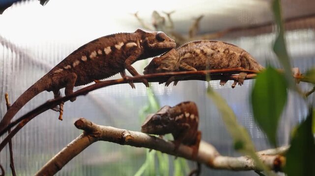 Brown chameleon pair perched on branch, conservator observation