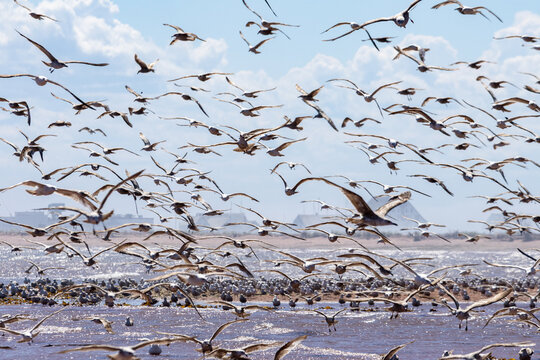 Gaspesie, Canada, 17 June 2026 : A large flock of seagulls flies and lands over water near a sandy shore under a cloudy sky.