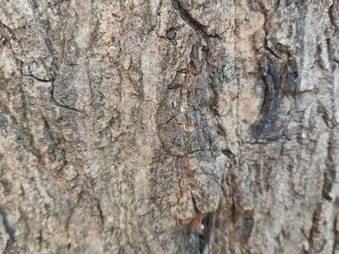 large tree bark texture, with 3D rendering and background materials.