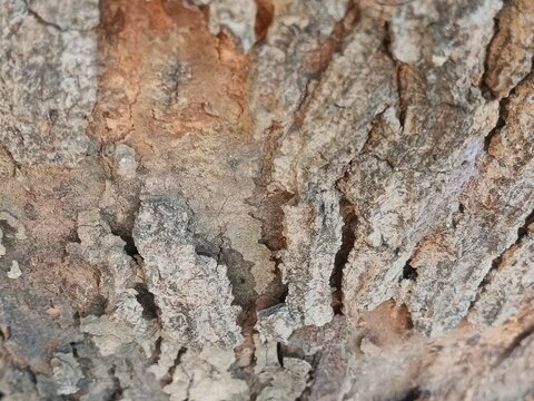 large tree bark texture, with 3D rendering and background materials.