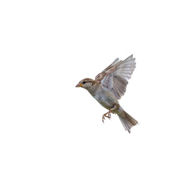 sparrow bird in flight