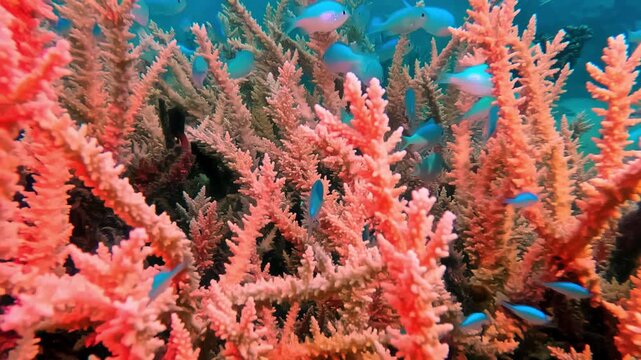 Colorful fish are swimming among the vibrant branching coral reef, creating a thriving ecosystem and showcasing the beautiful marine life of the South Pacific's underwater world