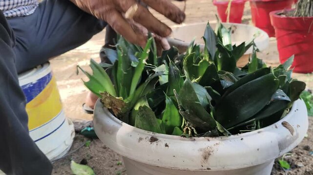 Gardener potting green plants in a plastic pot. A person's hands are planting leafy green plants into a large white plastic flowerpot outdoors. while other red and beige plant pots are visible.