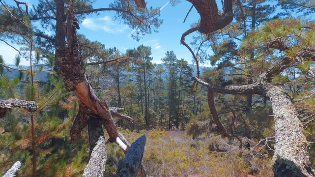 view of a California forest with mountains