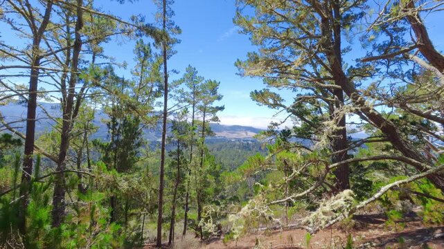 view of a California forest with mountains