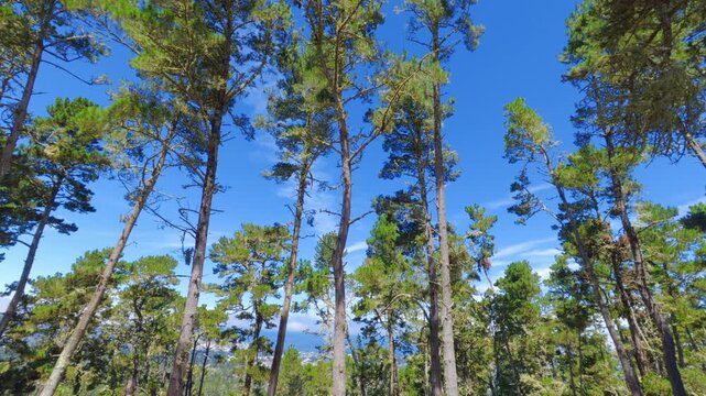view of a California forest with mountains