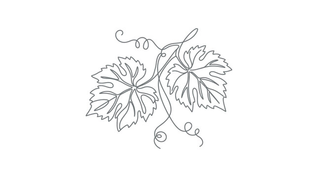 Continuous line drawing of a grapevine with two leaves
