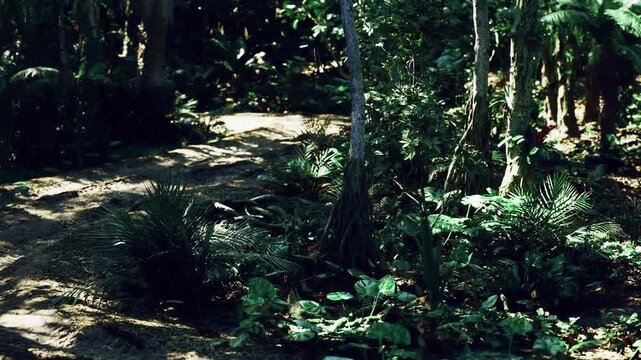 Shallow forest creek crossing near path, gentle water flow over stones, shaded banks, mossy edges and reflective pools, serene soundscape and cool atmosphere