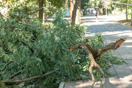 Fallen trees in the park as a result of the hurricane