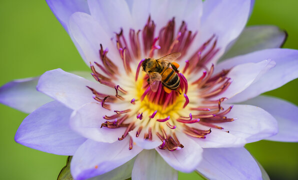 Nature's hard work and harvest: bees with legs full of pollen, busy collecting nectar among purple and white water lilies