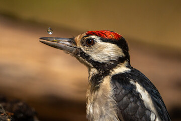 Fototapeta premium great spotted woodpecker