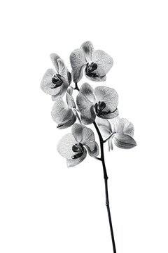 Elegant black and white orchid illustration