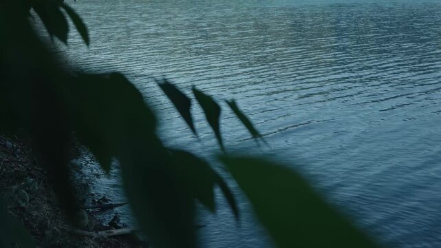 Close-up of leaves on a small branch drifting along the lakeshore while swimming backstroke
