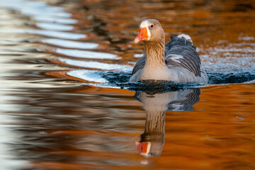 greylag goose (Anser anser) swimming on a lake in beautiful sunset light © Chris Peters