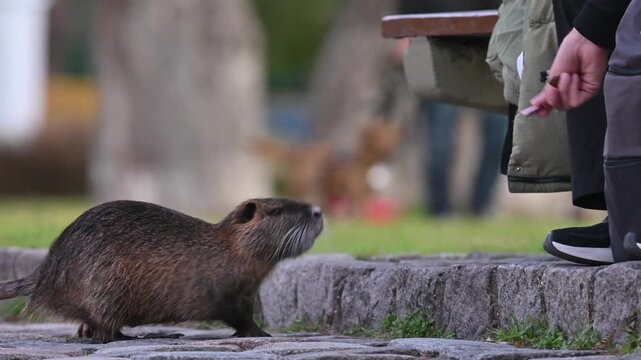 nutria or coypu (Myocastor coypus) fed with cookies in a public park in Buenos Aires, Argentina
