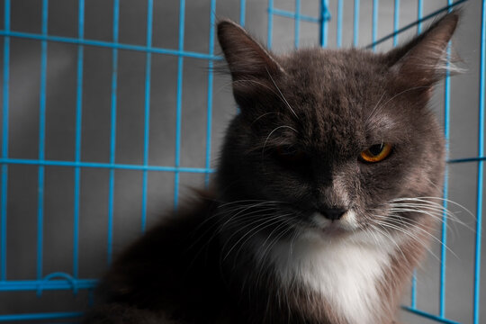 Gray cat with white chest sits in blue cage. Focused gaze, calm expression, quiet intensity. Soft fur, long whiskers, striking amber eyes. Ideal for pet care, animal shelter, or quiet domestic theme
