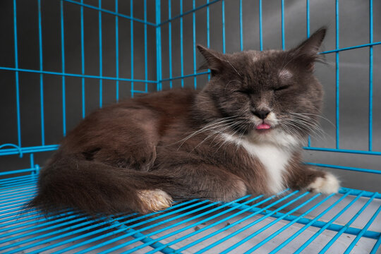 Fluffy gray cat rests inside a bright blue cage. Eyes closed, tongue slightly out, cat looks relaxed and content. Cozy posture suggests comfort despite confined space. Ideal for pet care, shelter