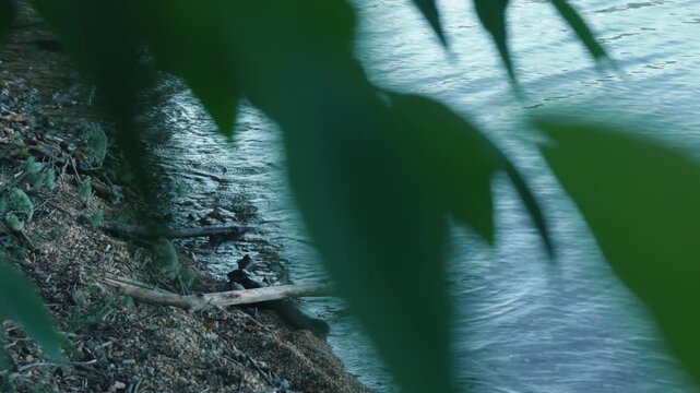 Close-up of leaves on a small branch drifting along the lakeshore while swimming backstroke
