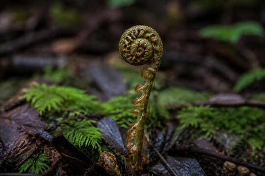 Involute fern fiddlehead in forest moss, growth and nature renewal concept