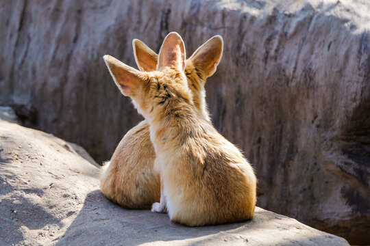 Cuddling under the warm sun: the overlapping backs of two fennec foxes, the most comforting companionship and watchfulness