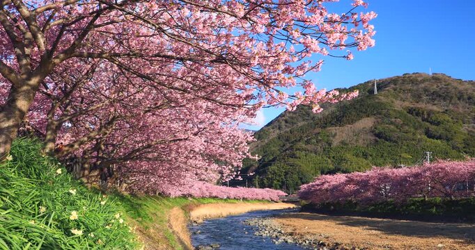 河津桜の並木