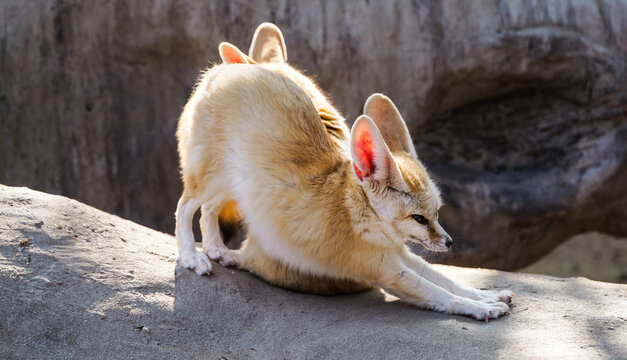 The fennec fox is stretching leisurely back-to-back with its companion on the rocks.