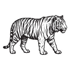 Fototapeta premium Woodcut style engraved tiger illustration, hand carved relief printmaking effect, black and white wild animal walking isolated on white background.