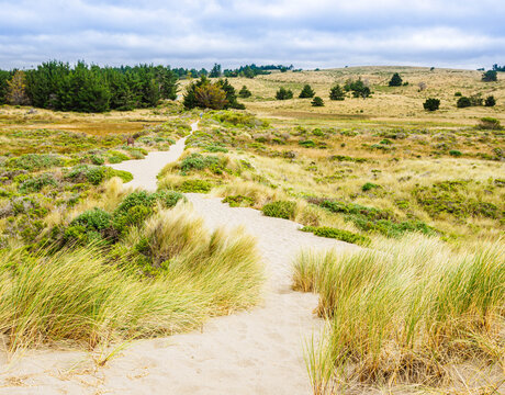 Limantour Beach Trail Through Grass Covered Sand Dunes, Pt. Reyes National Seashore, California, USA