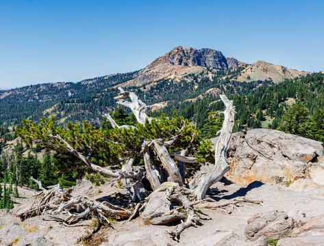 Whitebark Pine Tree and Brokeoff Mountain on The Bumpass Hell Trail, Lassen Volcanic National Park, California, USA