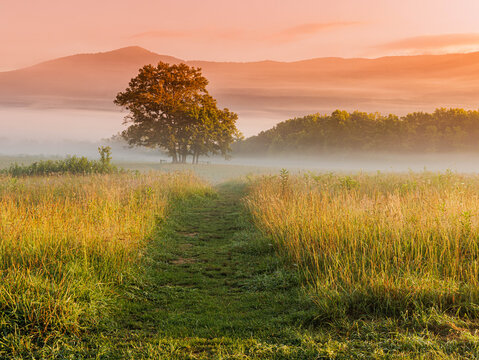Foggy Sunrise Across Cades Cove on The Cades Cove Loop, Great Smoky Mountains National Park, Tennessee, USA