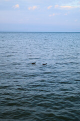 Fototapeta premium Pair of ducks swimming near shore at dusk